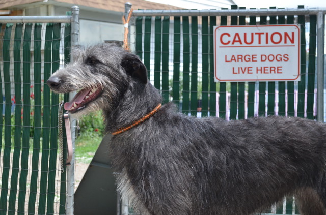 Cougar discovered inside a home, chewing on a dog toy | iNFOnews.ca