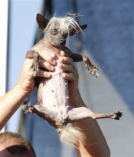 PHOTOS: World's ugliest dog crowned | iNFOnews.ca PHOTOS: World's ugliest dog crowned | iNFOnews.ca