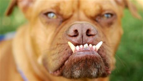 PHOTOS: World's ugliest dog crowned | iNFOnews.ca PHOTOS: World's ugliest dog crowned | iNFOnews.ca