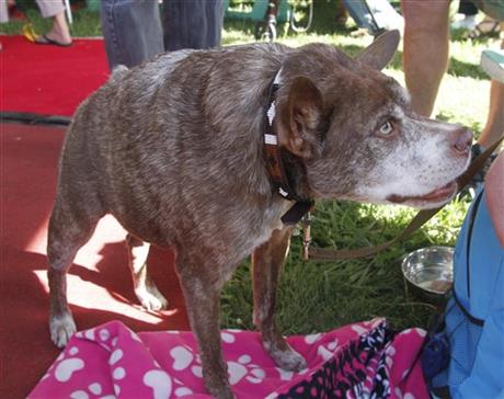 PHOTOS: World's ugliest dog crowned | iNFOnews.ca PHOTOS: World's ugliest dog crowned | iNFOnews.ca