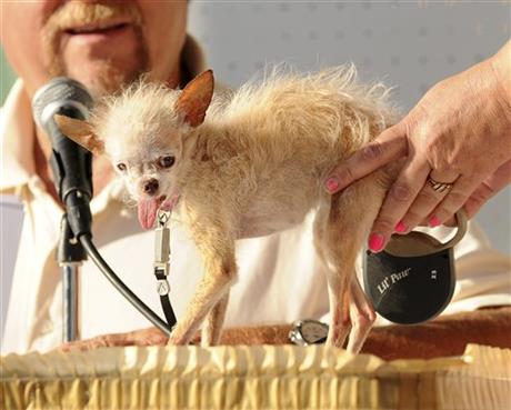PHOTOS: World's ugliest dog crowned | iNFOnews.ca PHOTOS: World's ugliest dog crowned | iNFOnews.ca