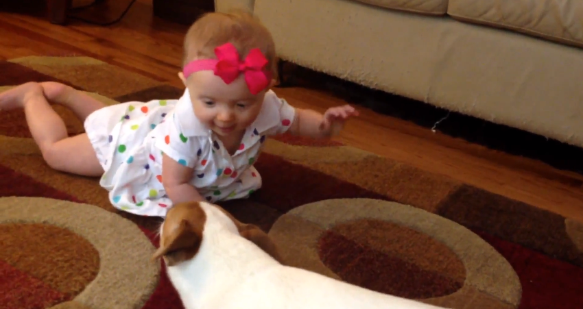 Dog teaches baby to crawl | iNFOnews.ca