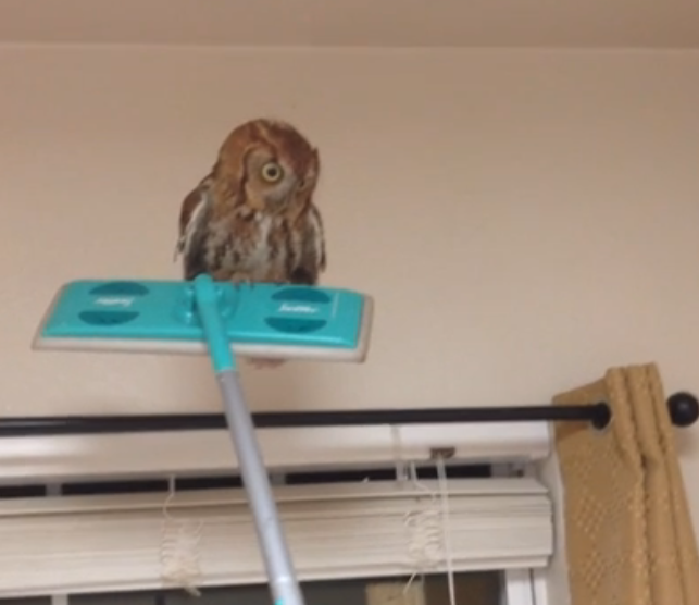 Swiffer meet owl, owl meet Swiffer | iNFOnews.ca Swiffer meet owl, owl meet Swiffer | iNFOnews.ca