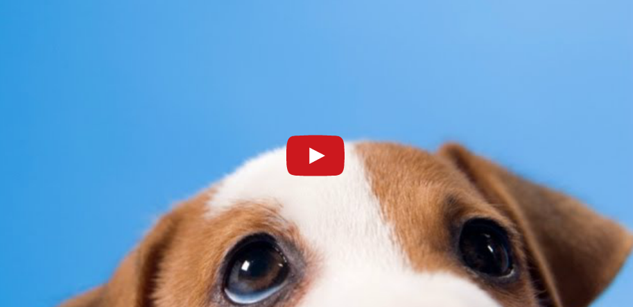 Five dog facts you didn't know | iNFOnews.ca Five dog facts you didn't know | iNFOnews.ca