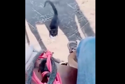 TRENDING NOW: Don't forget the cat, pardner | iNFOnews.ca