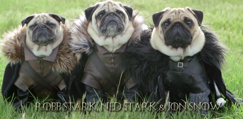 The Pugs of Westoros | iNFOnews.ca The Pugs of Westoros | iNFOnews.ca