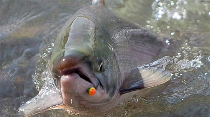 Lowest sockeye run on record prompts fishery closures, outcry | iNFOnews.ca