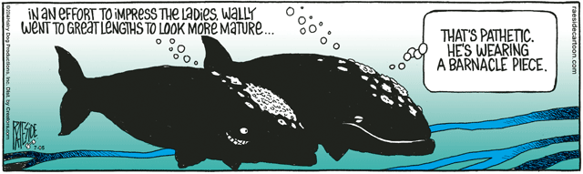 RAESIDE CARTOON | iNFOnews.ca