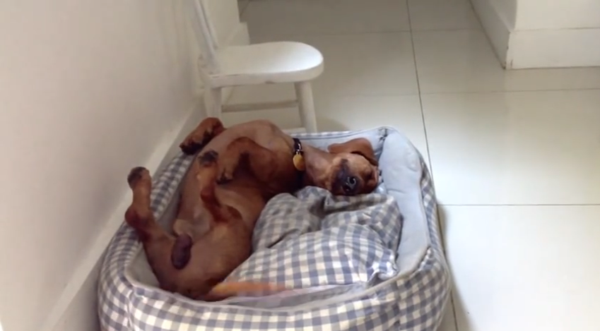 Meet Frank, the happiest dog in the world | iNFOnews.ca