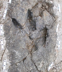 Fossil footprints found in northern B.C. paint a new picture of tyrannosaur | iNFOnews.ca Fossil footprints found in northern B.C. paint a new picture of tyrannosaur | iNFOnews.ca