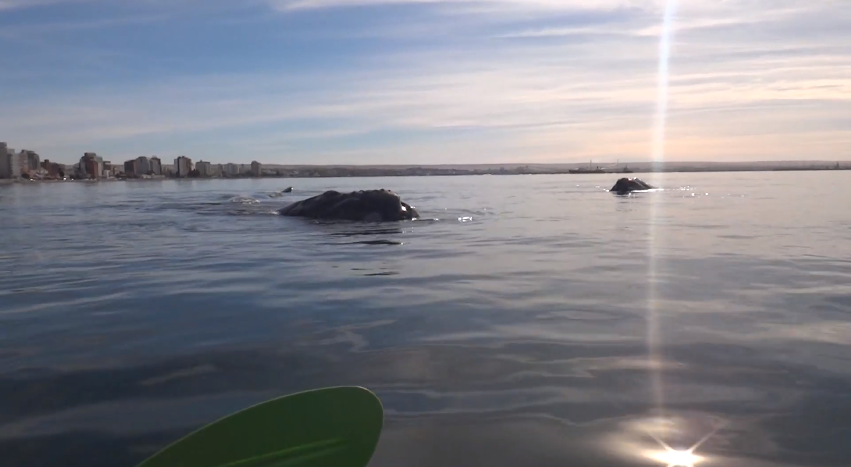 Whale gives kayakers a lift | iNFOnews.ca Whale gives kayakers a lift | iNFOnews.ca