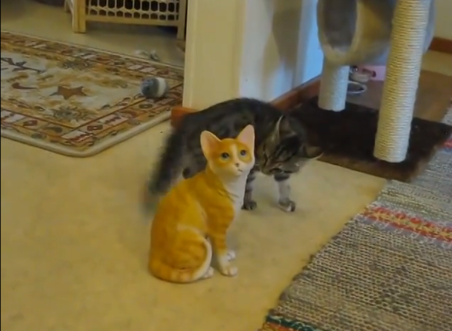 Kitten goes nuts on ceramic cat | iNFOnews.ca