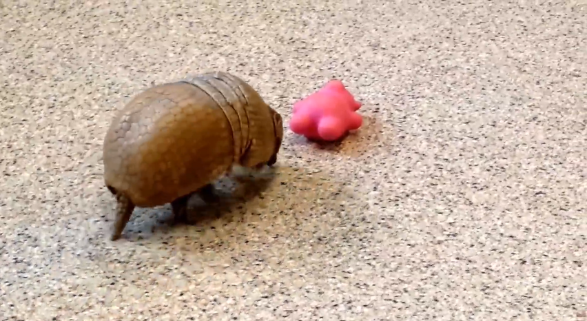 Armadillos are adorable | iNFOnews.ca Armadillos are adorable | iNFOnews.ca