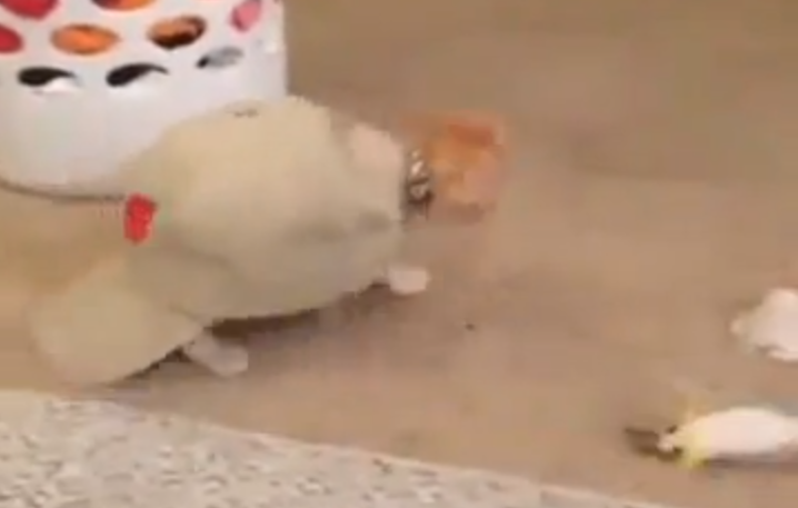 Pets make everything better | iNFOnews.ca