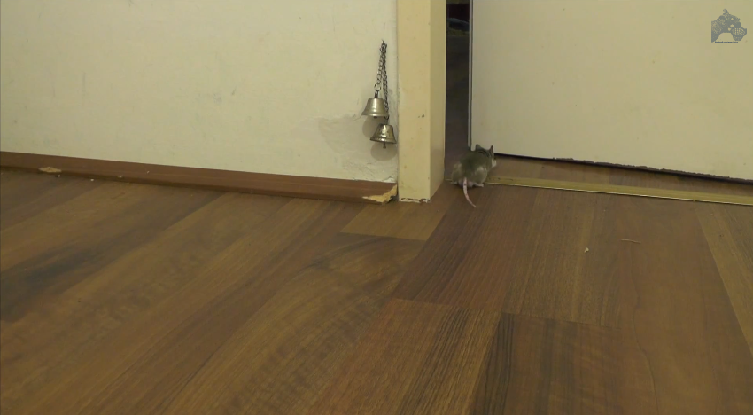 Mice are smart and cute | iNFOnews.ca