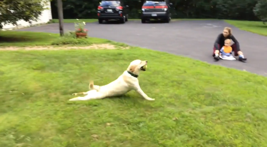 Stella applies the dog brakes | iNFOnews.ca Stella applies the dog brakes | iNFOnews.ca