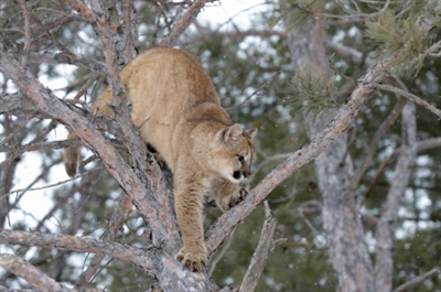 What to do if you encounter a cougar | iNFOnews.ca What to do if you encounter a cougar | iNFOnews.ca
