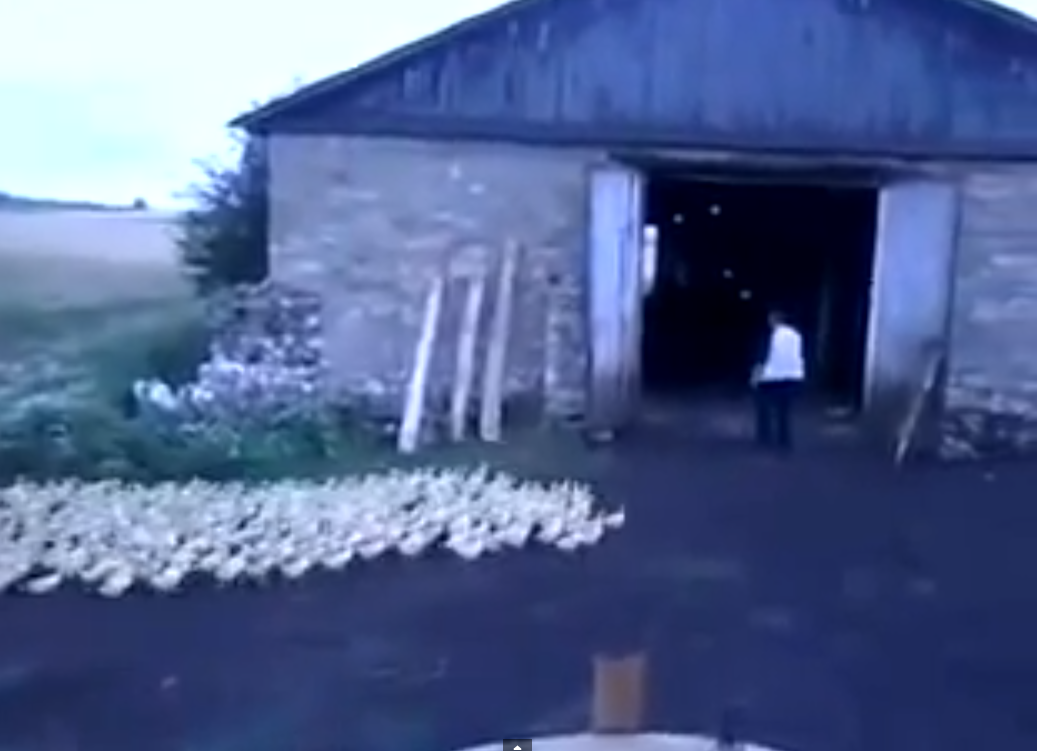 How this guy got all his ducks in a row | iNFOnews.ca