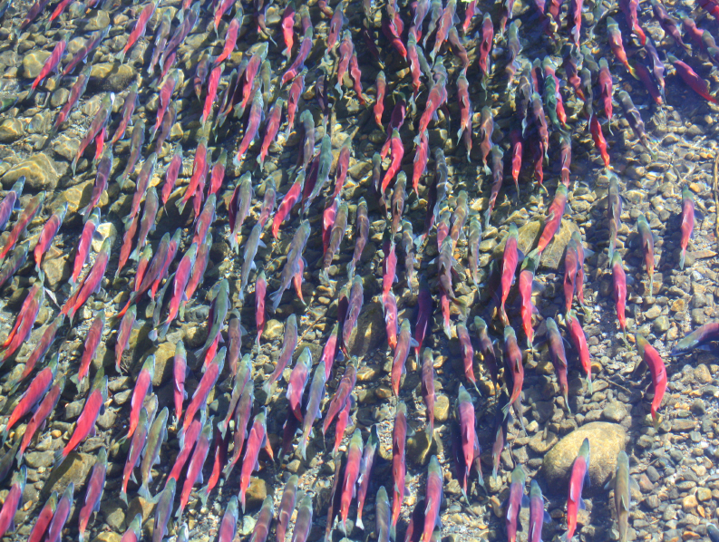 Fish safe, water ban near B.C. mine tailings spill mostly lifted | iNFOnews.ca