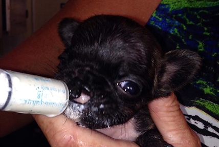 Cleft lip puppy seeks soulmate | iNFOnews.ca Cleft lip puppy seeks soulmate | iNFOnews.ca