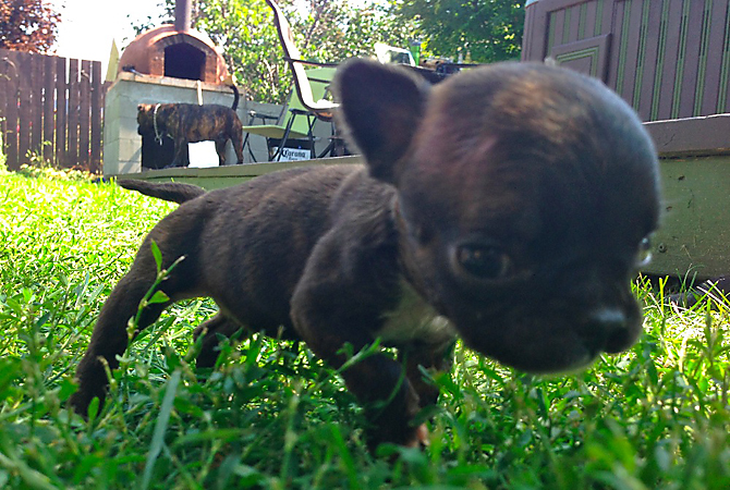 Cleft lip puppy seeks soulmate | iNFOnews.ca Cleft lip puppy seeks soulmate | iNFOnews.ca