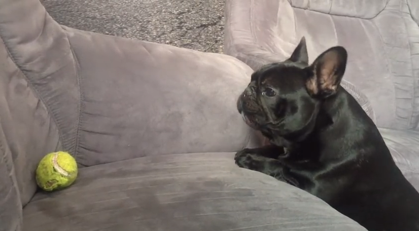 Adorable bulldog can't reach his tennis ball | iNFOnews.ca Adorable bulldog can't reach his tennis ball | iNFOnews.ca