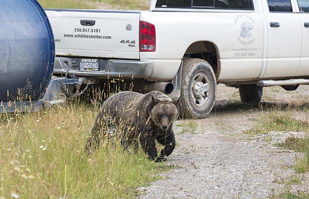 Orphaned grizzly released back into the wild as part of B.C. pilot rehab project | iNFOnews.ca Orphaned grizzly released back into the wild as part of B.C. pilot rehab project | iNFOnews.ca