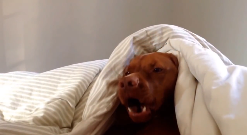 Grumpy dog hates morning alarm clock | iNFOnews.ca Grumpy dog hates morning alarm clock | iNFOnews.ca