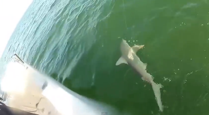 Giant fish eats shark of the hook in one bite | iNFOnews.ca