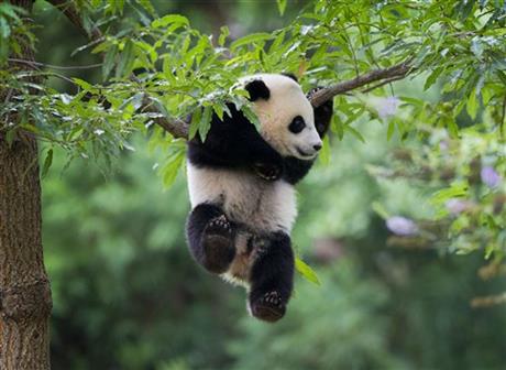 VIDEO: Panda's first birthday at U.S. National Zoo | iNFOnews.ca