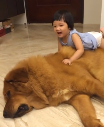 Little girl and giant mastiff | iNFOnews.ca Little girl and giant mastiff | iNFOnews.ca