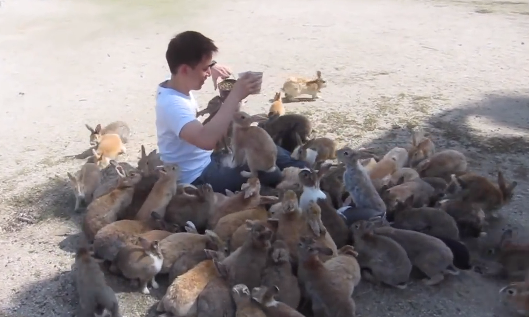 Man mobbed by bunnies | iNFOnews.ca Man mobbed by bunnies | iNFOnews.ca