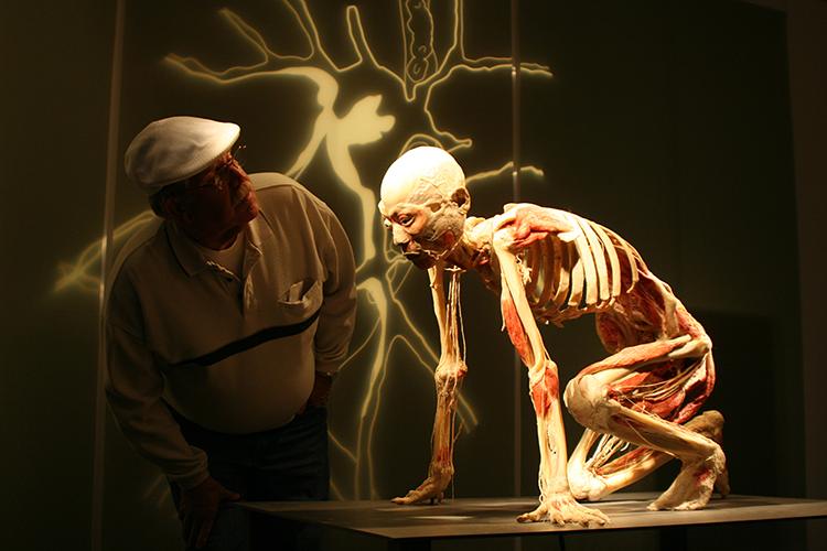 "Bodies Revealed" exhibit attacked by human rights group | iNFOnews.ca