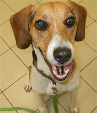 Looking for a forever home, Kelowna SPCA Pet of the Week | iNFOnews.ca