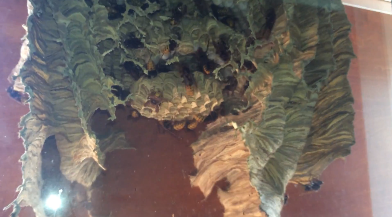 Terrifying wasp nest | iNFOnews.ca Terrifying wasp nest | iNFOnews.ca
