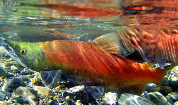 UBCO project focuses on protecting freshwater fisheries | iNFOnews.ca