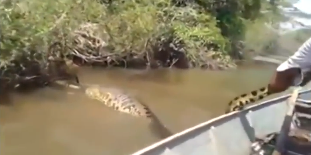Guy grabs giant Anaconda by the tail | iNFOnews.ca Guy grabs giant Anaconda by the tail | iNFOnews.ca