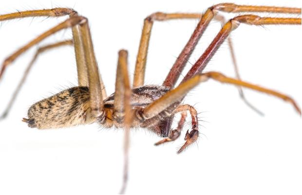 Big, hairy spiders not scary, says Royal B.C. Museum's entomology manager | iNFOnews.ca Big, hairy spiders not scary, says Royal B.C. Museum's entomology manager | iNFOnews.ca