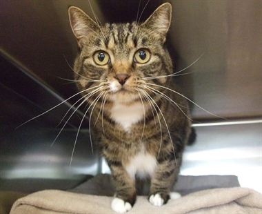 Looking for a forever home, Kelowna SPCA Pet of the Week | iNFOnews.ca