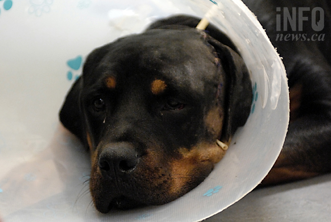 Attacked dogs recovering as donations pour in | iNFOnews.ca Attacked dogs recovering as donations pour in | iNFOnews.ca