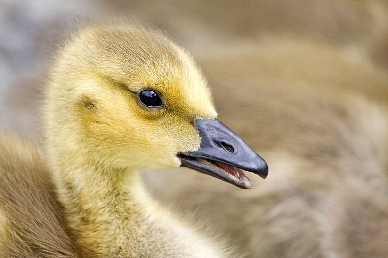 Canada geese reduction program underway | iNFOnews.ca Canada geese reduction program underway | iNFOnews.ca