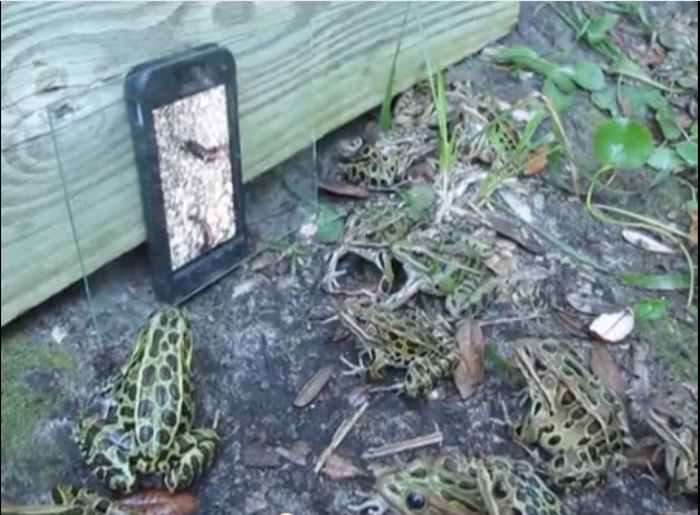 What frogs watch on TV | iNFOnews.ca