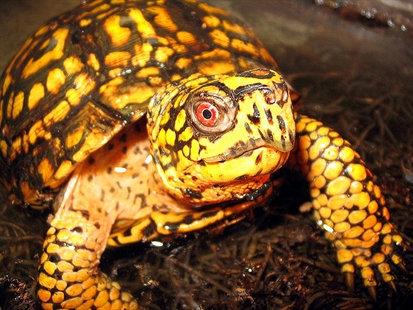 Canadian man found with 51 live turtles stuffed in pants | iNFOnews.ca