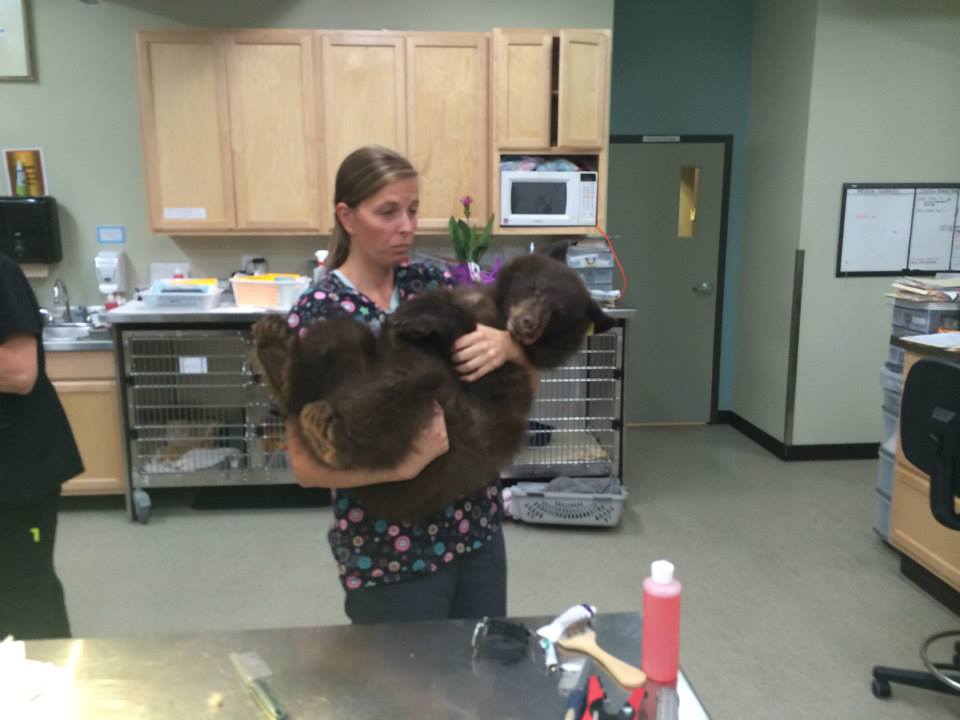 Orphaned bear cubs get check-up in Lake Country | iNFOnews.ca