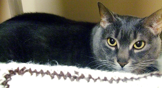 Looking for a forever home, Kelowna SPCA Pet of the Week | iNFOnews.ca