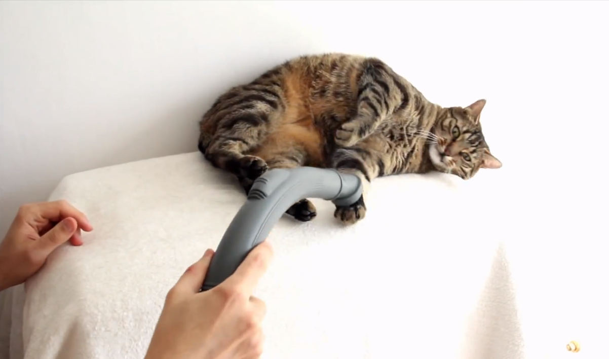 Vacuuming the cat | iNFOnews.ca Vacuuming the cat | iNFOnews.ca