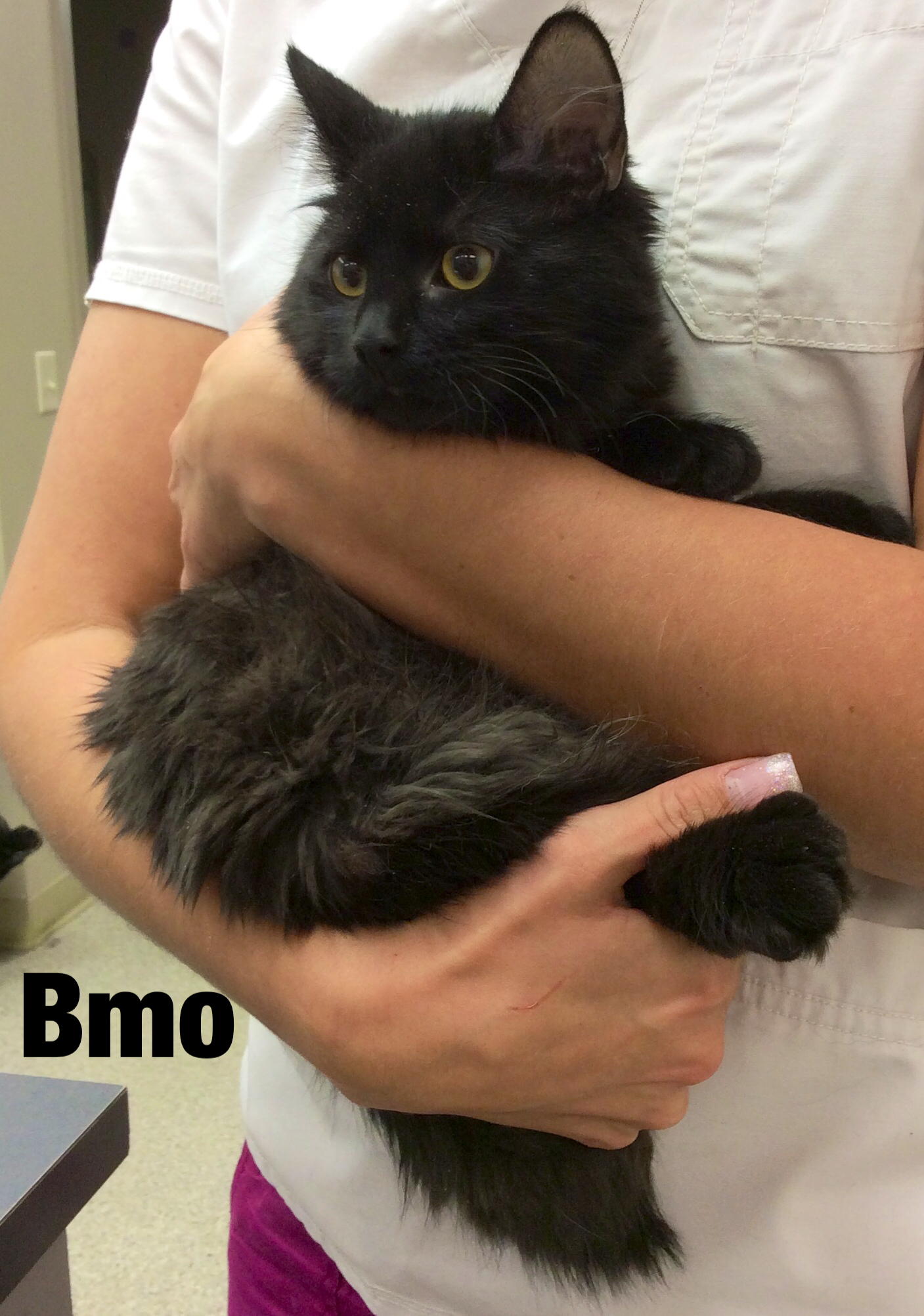 Life had a rough start for eight kittens | iNFOnews.ca