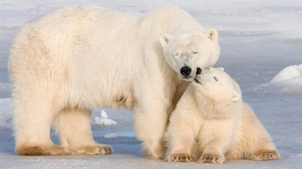 Man sentenced after killing polar bear, wasting its meat | iNFOnews.ca Man sentenced after killing polar bear, wasting its meat | iNFOnews.ca