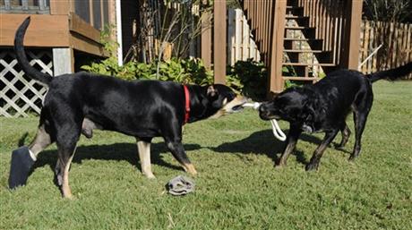'Lazarus' the dog survives euthanasia attempt | iNFOnews.ca 'Lazarus' the dog survives euthanasia attempt | iNFOnews.ca