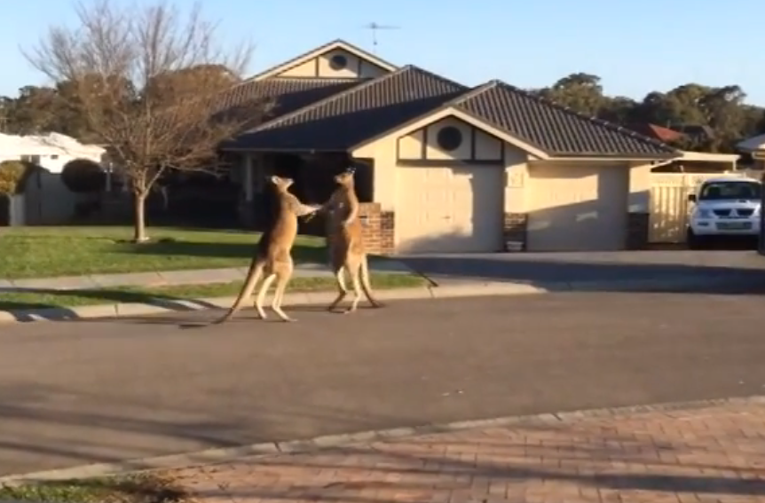 Kangaroos fight like drunks outside a bar at closing time | iNFOnews.ca